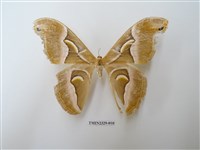 藏品(眉紋天蠶蛾)的圖片